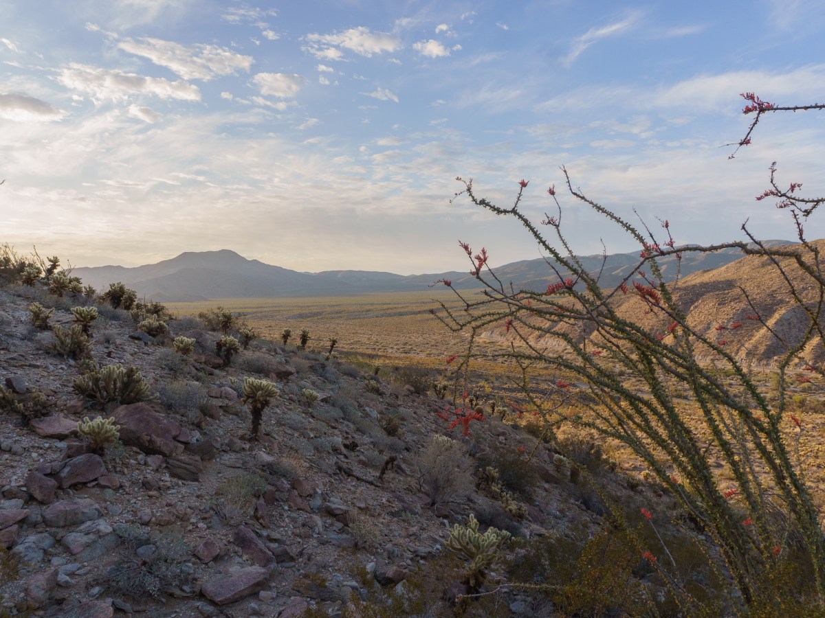 California Parks Road Trip: Death Valley, Joshua Tree, Channel Islands and Pinnacles National Parks –&nbsp;2025