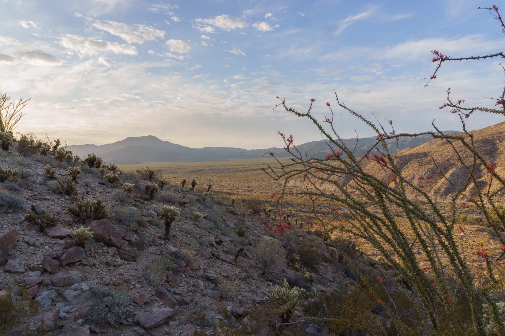 California Parks Road Trip: Death Valley, Joshua Tree, Channel Islands and Pinnacles National Parks –&nbsp;2025