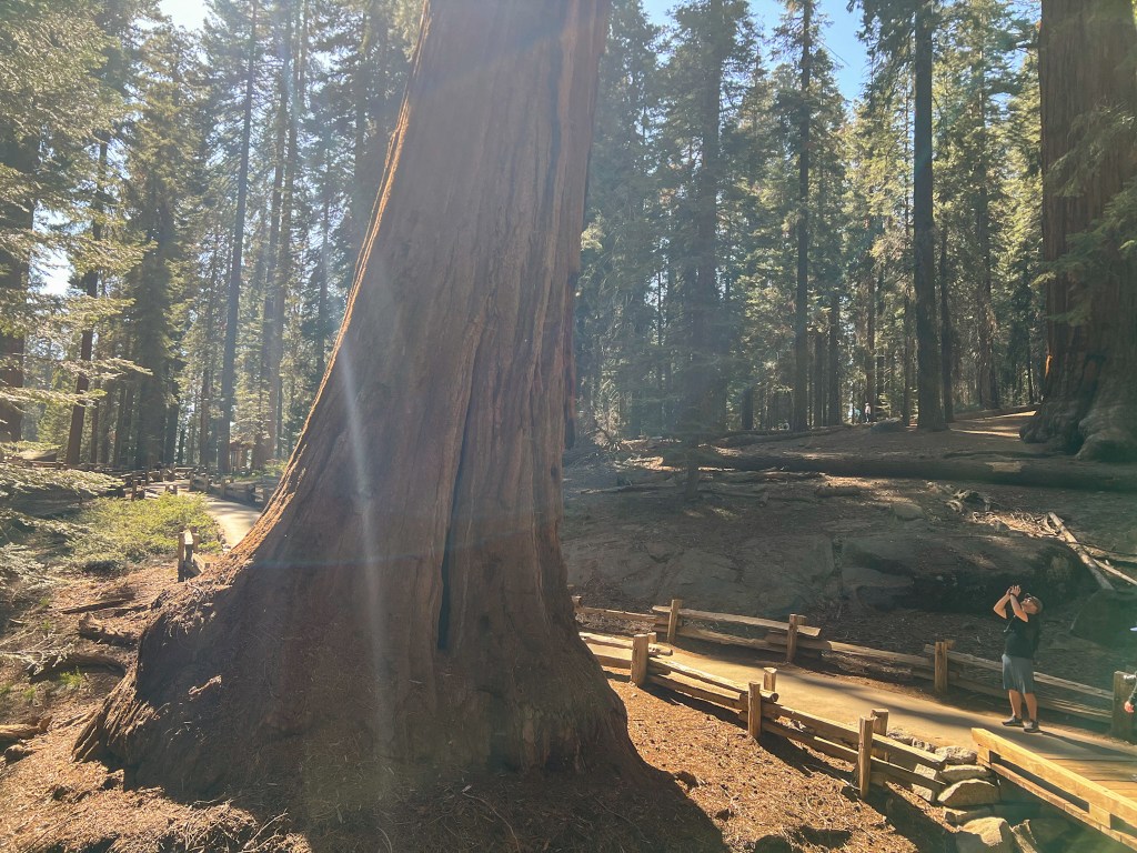 Sequoia & Kings Canyon National Park&nbsp;Guide