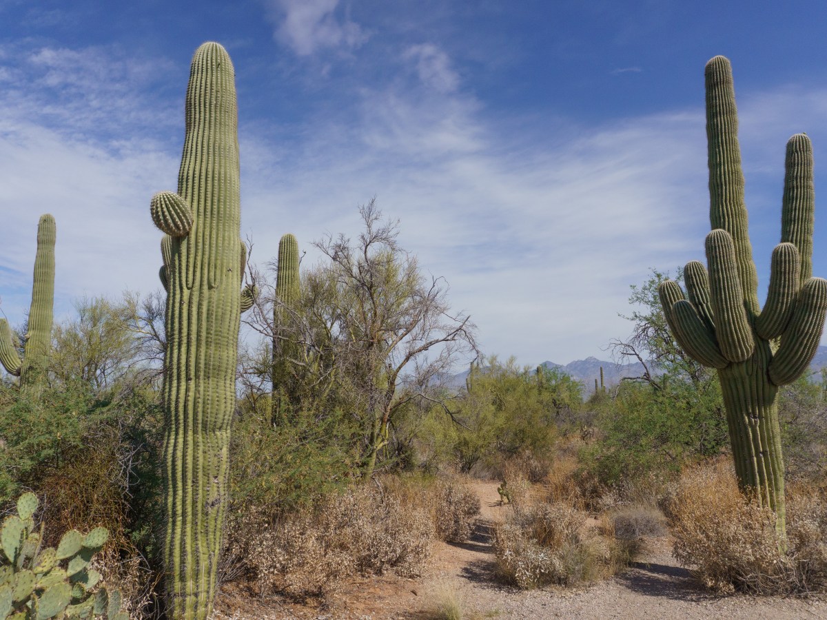 Saguaro National Park&nbsp;Guide