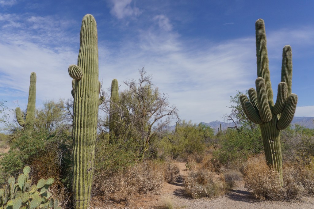 Saguaro National Park&nbsp;Guide